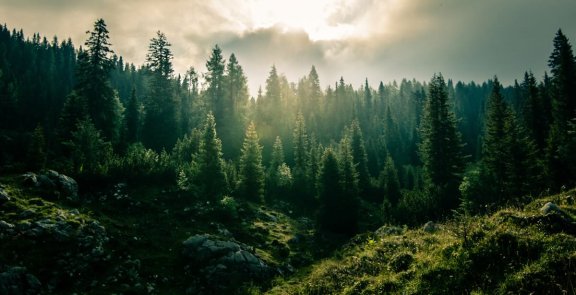 A vast forest with many trees.